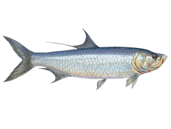 tarpon